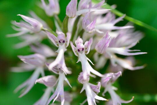 Orchis italica or wild orchid in the pasture of extremadura