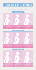 Vector stages of pregnancy infographics. 9 figures of women in different stages of pregnancy.