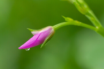 pink flower with drops