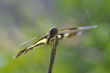 dragonfly on a branch