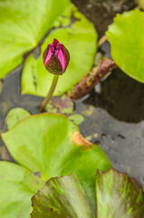 water lily in the pond