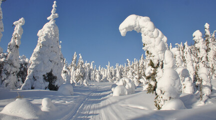Fototapeta na wymiar Snowy snowmobile path among frozen pine and spruce trees in Northern Karelia in sunny winter day, Paanajarvi National Park is the land of well-preserved wild nature
