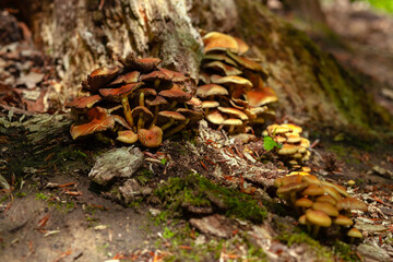 Wild mushrooms on a forest floor growing from big old tree roots