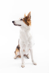 mixed-breed puppy is sitting on the floor