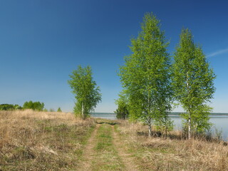 Obraz premium Trees by the river. Road. Russian summer nature. Russia, Ural, Perm region