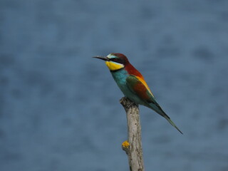 European bee-eater (Merops apiapster) perched a dry tree branch. Colorful bird in nature.