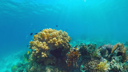 Beautiful underwater landscape with tropical fishes and corals. Life coral reef. Panglao, Bohol, Philippines.
