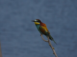 Obraz premium European bee-eater (Merops apiapster) perched a dry tree branch. Colorful bird in nature.