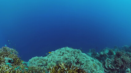 Tropical coral reef and fishes underwater. Hard and soft corals. Underwater video. Panglao, Bohol, Philippines.