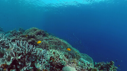 Tropical fishes and coral reef underwater. Hard and soft corals, underwater landscape. Panglao, Bohol, Philippines.