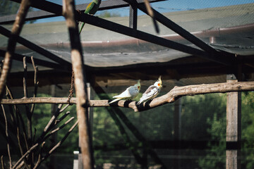 Beautiful birds at the zoo