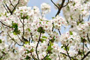 A blooming apple-tree in a park on a spring day.