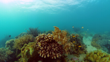 Naklejka na ściany i meble Tropical Seascape Underwater Life. Tropical underwater sea fish. Philippines.