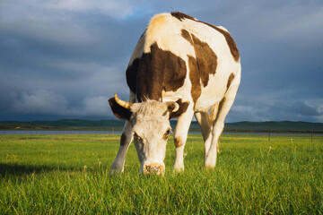 Cows grazing on natural pastures