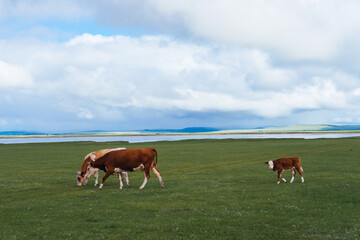 Fototapeta na wymiar Cows grazing on natural pastures