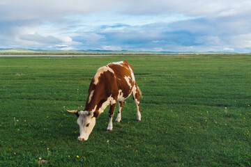 Cows grazing on natural pastures