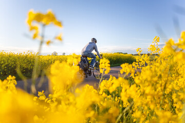 Cyclist riding next to canola fields