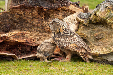 A six week old owl chick eagle owl with its mother. A piece of bloody meat from the prey lies on the ground