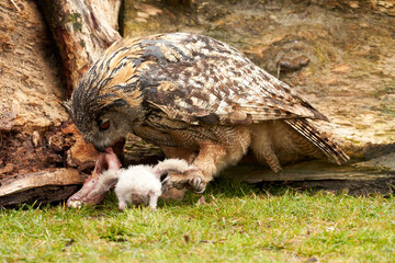 Wild eagle owl mother feeds a chick. The six-week-old white owl is still unstable on its feet in the grass