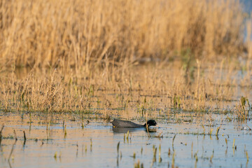An American Coot, with red eyes, dives for food in the lake. With its reflection on the surface