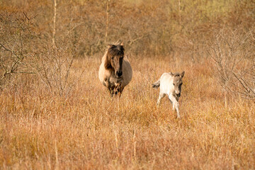 Mare and foal konik horses in a nature reserve, They walk in the golden reeds. Black tail and cream hair