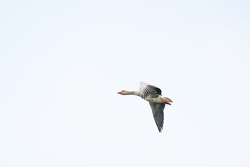 Detailed raw goose, Anser anser, in flight against blue sky