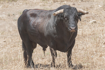 Selective focus of a bull in a field in Andalusia Spain