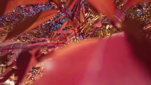 Beautiful bright redish and gold-colored leaves from a tree in Autumn. close up orbit