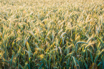Wheat field at sunrise on a spring day