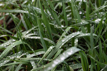 Green grass with dew drops in the morning blurry