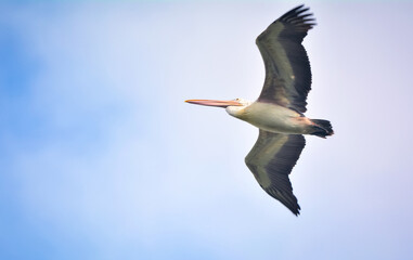Spot-billed Pelican bird flying off with nice blue sky