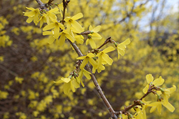 A branch of yellow forsythia. Early spring. Bright gardening plant having blooms. Natural background.