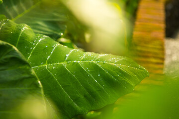 Big green elephant ear leaf in a lush forest of amazing sunlight with water droplets after a fresh rain.