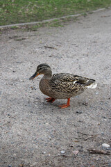 Duck in the park. Brown plumage. The bird walks along the path