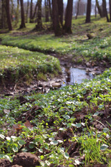 A fabulous spring stream in a dense forest illuminated by the rays of the sun. Natural background or wallpaper.