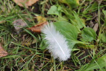 white feather on green grass