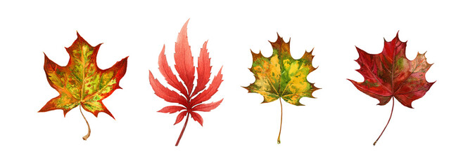 Maple leaf autumn set. Watercolor illustration. Fall season bright foliage collection. Vibrant color autumn maple leaves elemnets. On white background. Red and yellow leaf natural set
