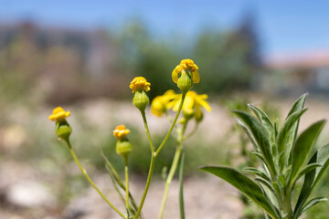 Wildflowers in yellow color, macro photo. natural background.
