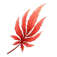 Red autumn single leaf. Watercolor illustration. Hand drawn scarlet maple leaf. Tree foliage autumnt element. Decorative red fall leaf. Seasonal natural decor tree element on white background