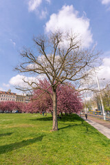 Cherry trees in front of the Grassi Museum in Leipzig