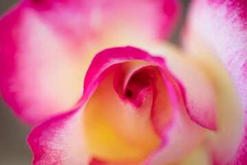 Rose flower petals, close-up, macro photography can be used as a background.