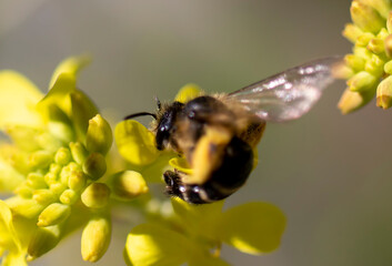 Wild honey bee on yellow wildflowers.