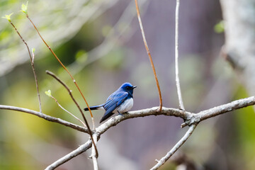 オオルリ雄(Blue-and-White Flycatcher)