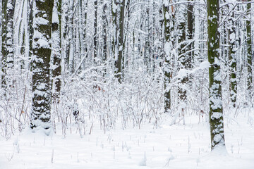 Winter snow-covered trees background