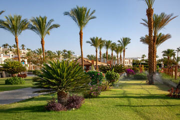 Beautiful landscaping with trimmed bushes against the background of tall palms on the territory of an Egyptian hotel	