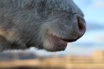 Fototapeta premium cow pink nose snout close-up photograph of fluffy red white cow bull with sweat drops
