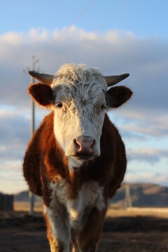 portrait of a cow