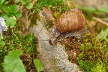 Grape snail on a stone, on a blurred background.
