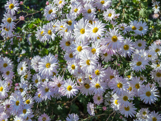 White Chrysanthemums in the garden