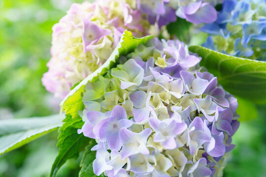 2 042 Best 額紫陽花 Images Stock Photos Vectors Adobe Stock